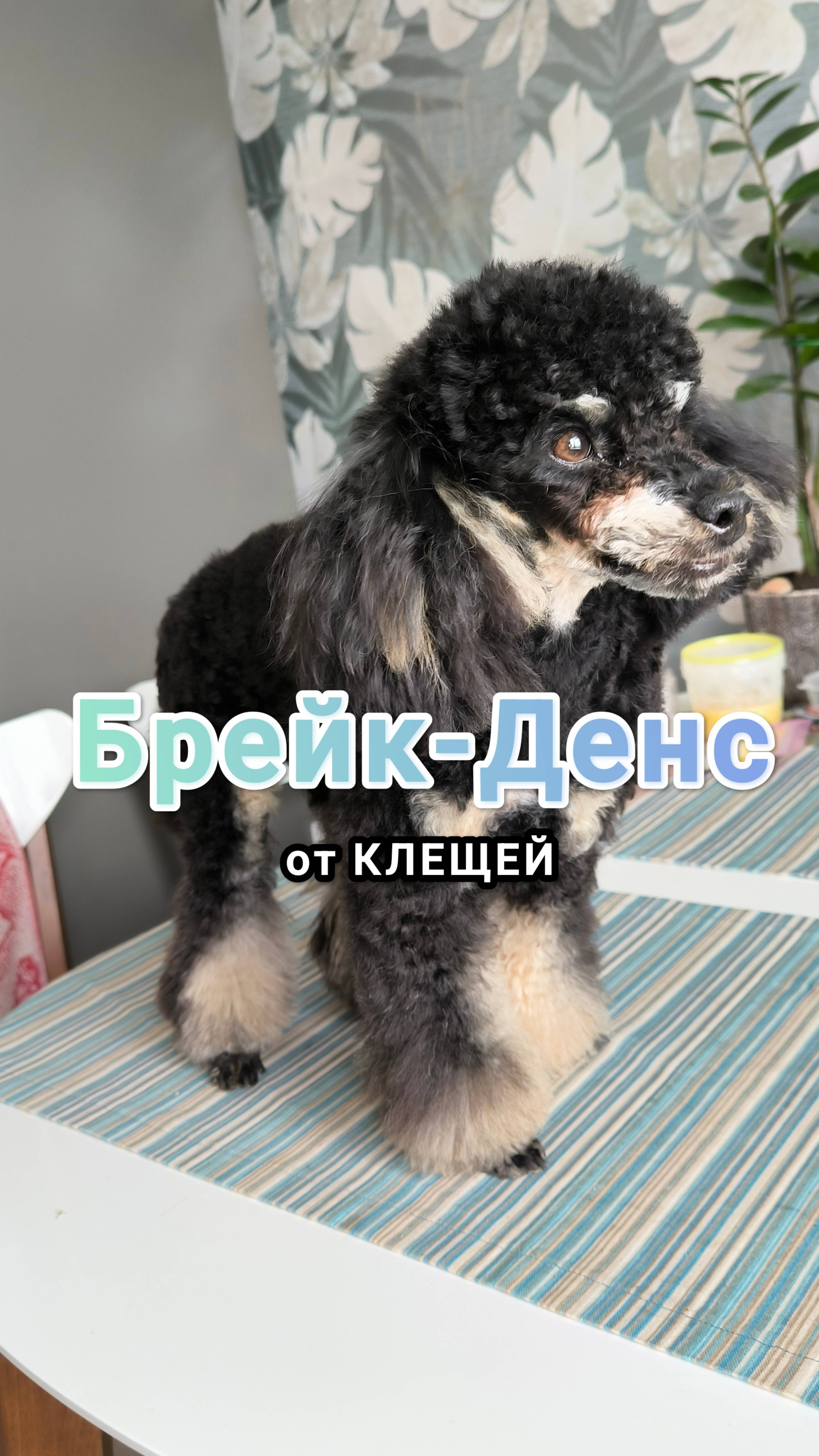Брейк-денс от КЛЕЩЕЙ. Капли Барс на холку.