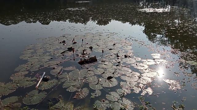 Red Water Lily (লাল শাপলা ),,Raw Beauty of (Bangladesh)