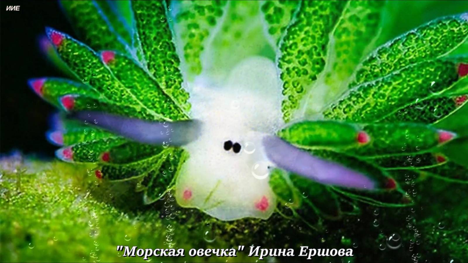 Стихи детям. "Морская овечка" Ирина Ершова.