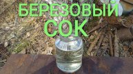 Сок березовый Когда его собирать