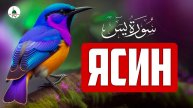 Сура Ясин. Коран. Слушать