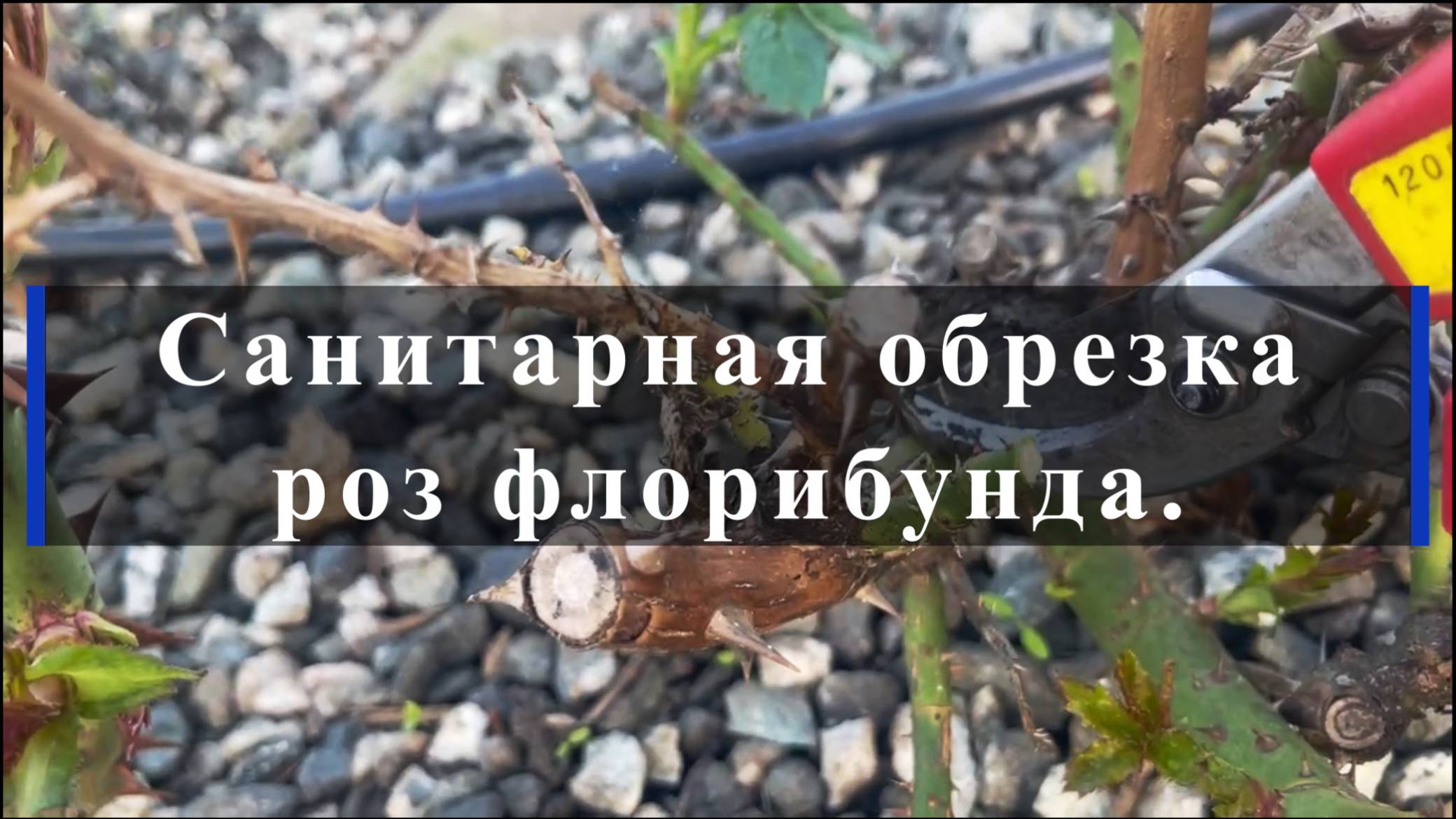 Санитарная обрезка роз флорибунда.