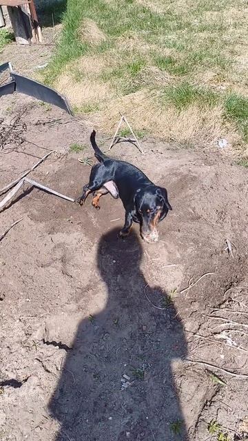 врум врум валына такса #рек #такса #dachshund