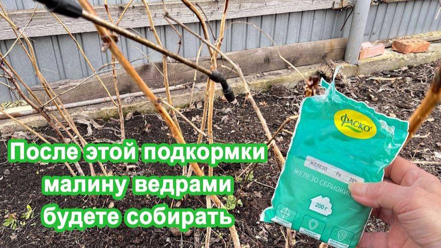 Обработайте Малину в Мае этим. Урожай ведрами обеспечен