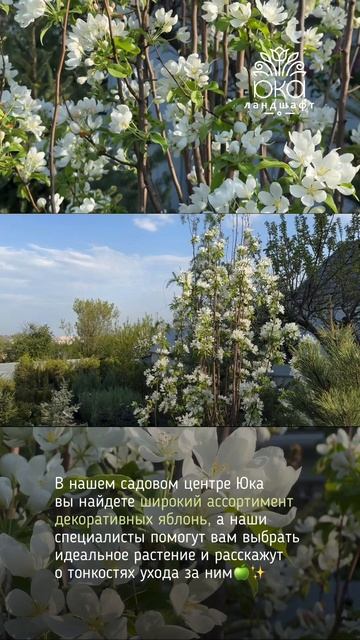 Купить Яблоню Яблони Декоративные Плакучие