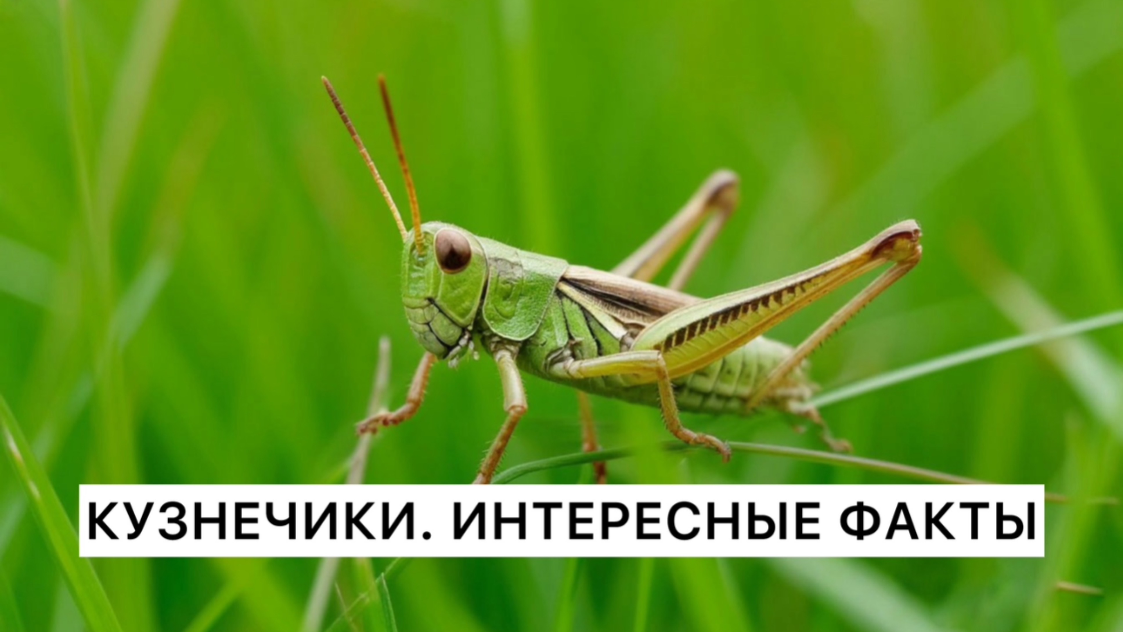 Кузнечики Удивительные факты о насекомых