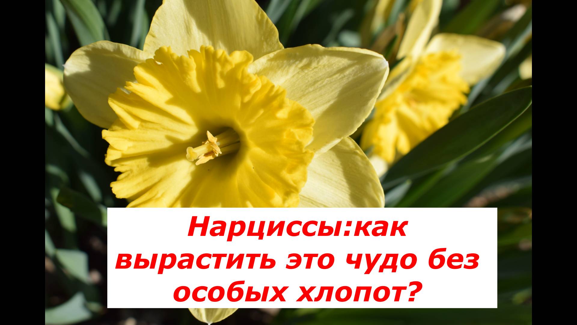 Нарциссы: как вырастить это весеннее чудо? #цветы #нарциссы #полезные советы