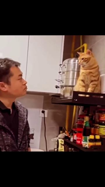 Котики (37)