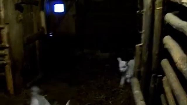 Весёлые козлята,забавные ребята .