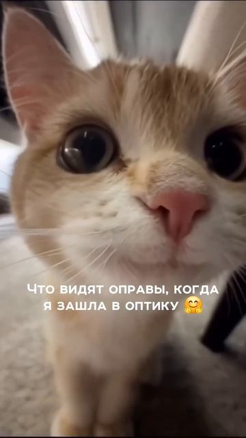 Выбор оправы - это важное, но радостное дело  Оправа - всегда Ваш выбор