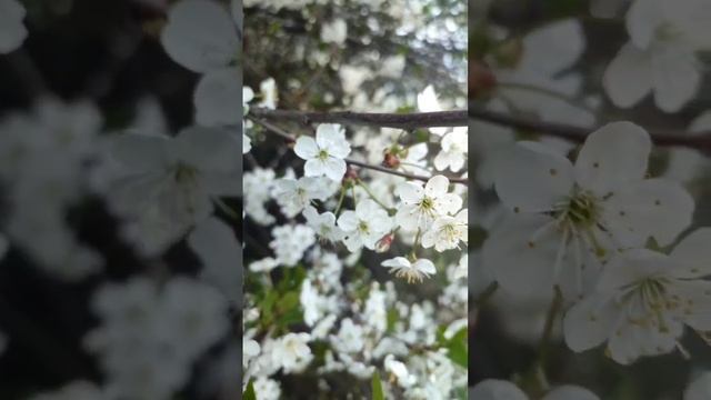 Красота природы. цветение вишни