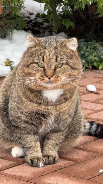 Лесной кот
