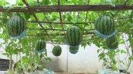 Оригинальный способ выращивания арбузов