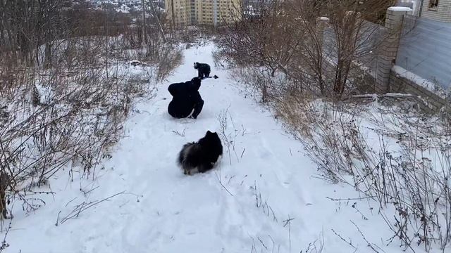 Мои дети: Вова и Тимур с горки снежной захотели покататься, с ними кляйншпиц Джалина/29.12.22