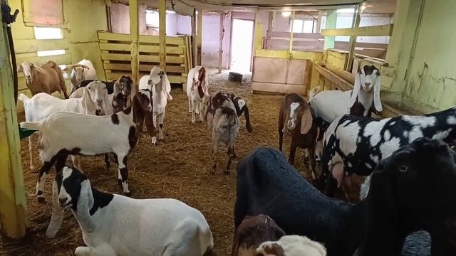 Первые шаги в благоустройстве) Приучаем коз к пастбищному сезону)