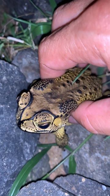 Asian Toad frog #virallife #rainfrog #animal #wildlife #viral #life #dailyvlog #shortsfeed #toads