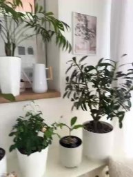 Коллекция цветов Друзья тестирую трансляцию, оказывается не просто все настроить