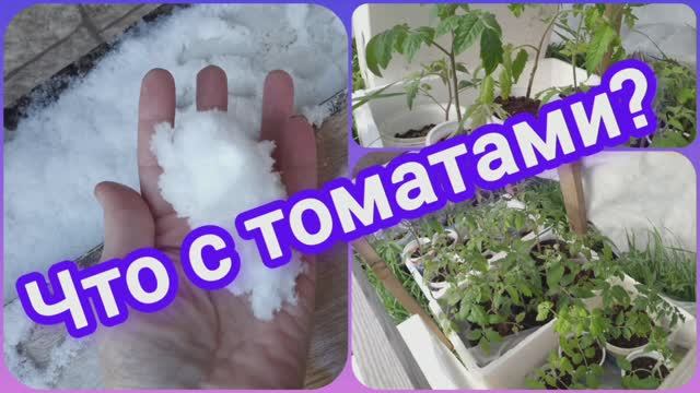 Заморозки в Тюмени! Что с томатами?