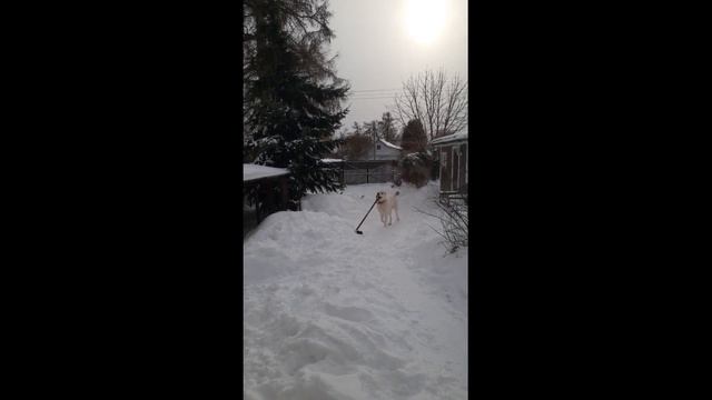 Когда хозяину не до уборки снега!