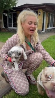 Смешные 🤣 Покупаем щенка🥰 Американский Булли покет #americanbully #американскийбулли #ukraine #dog