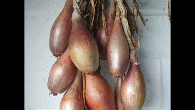 You can Re Grow store bought Shallots, there's a catch There are 2 types only 1 type can be re grow