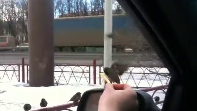 Воробьи и макдак!