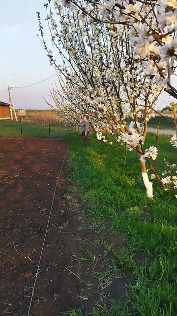 красота в цветах