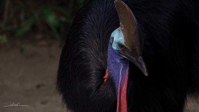 Animals in Australia