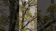 29 апреля 2025г. 5 часов вечера. Начинается сериал: Ворона и гнездо!