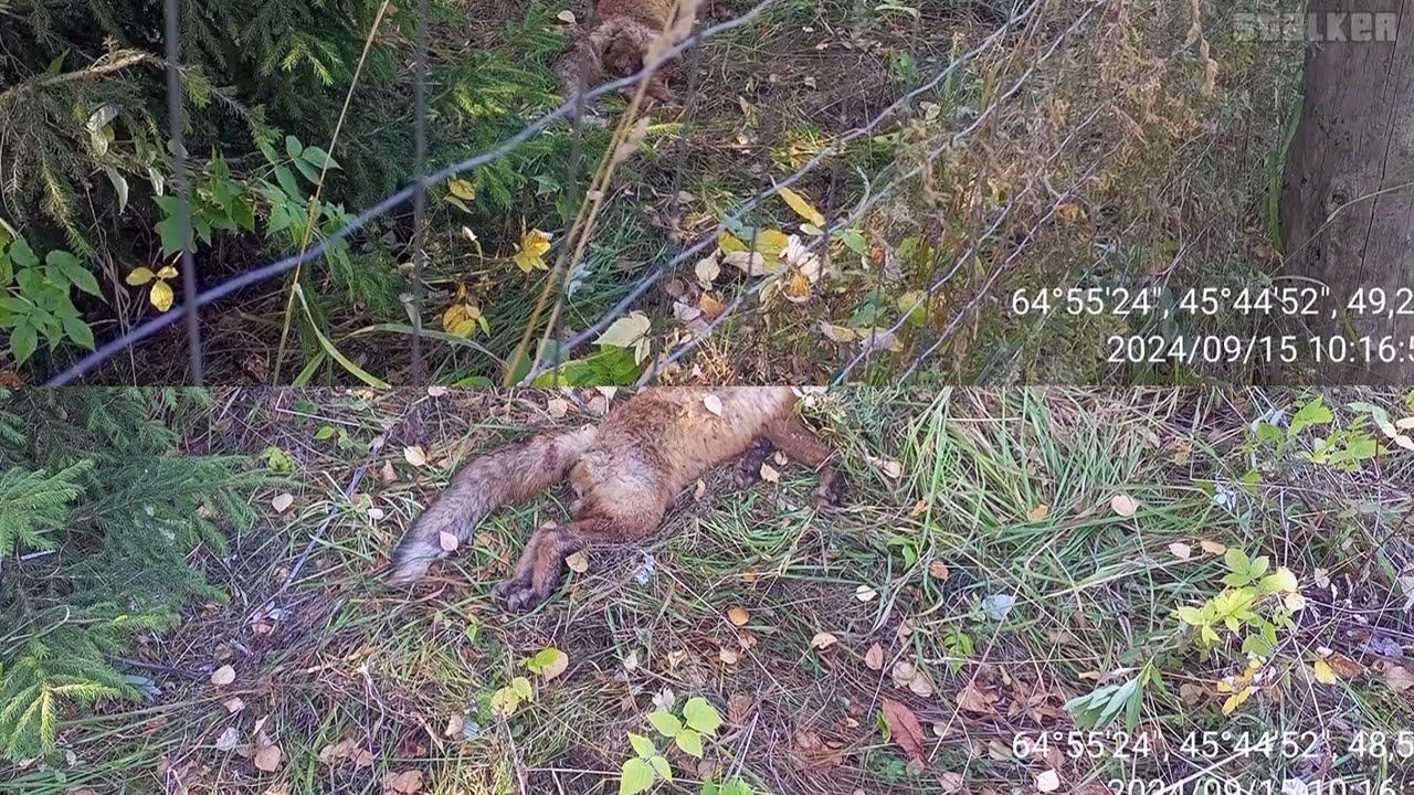 15 сентября 2024 г. The Fox .