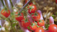stay with cotton Закуски из садовых овощей 🌿🍅 Хрустящие чипсы из капусты 🥦