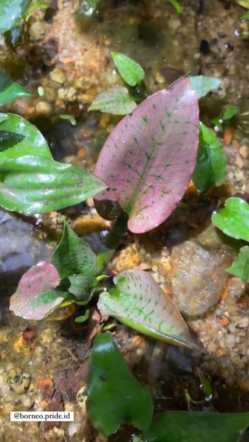 Beautiful silverQueen Cryptocoryne