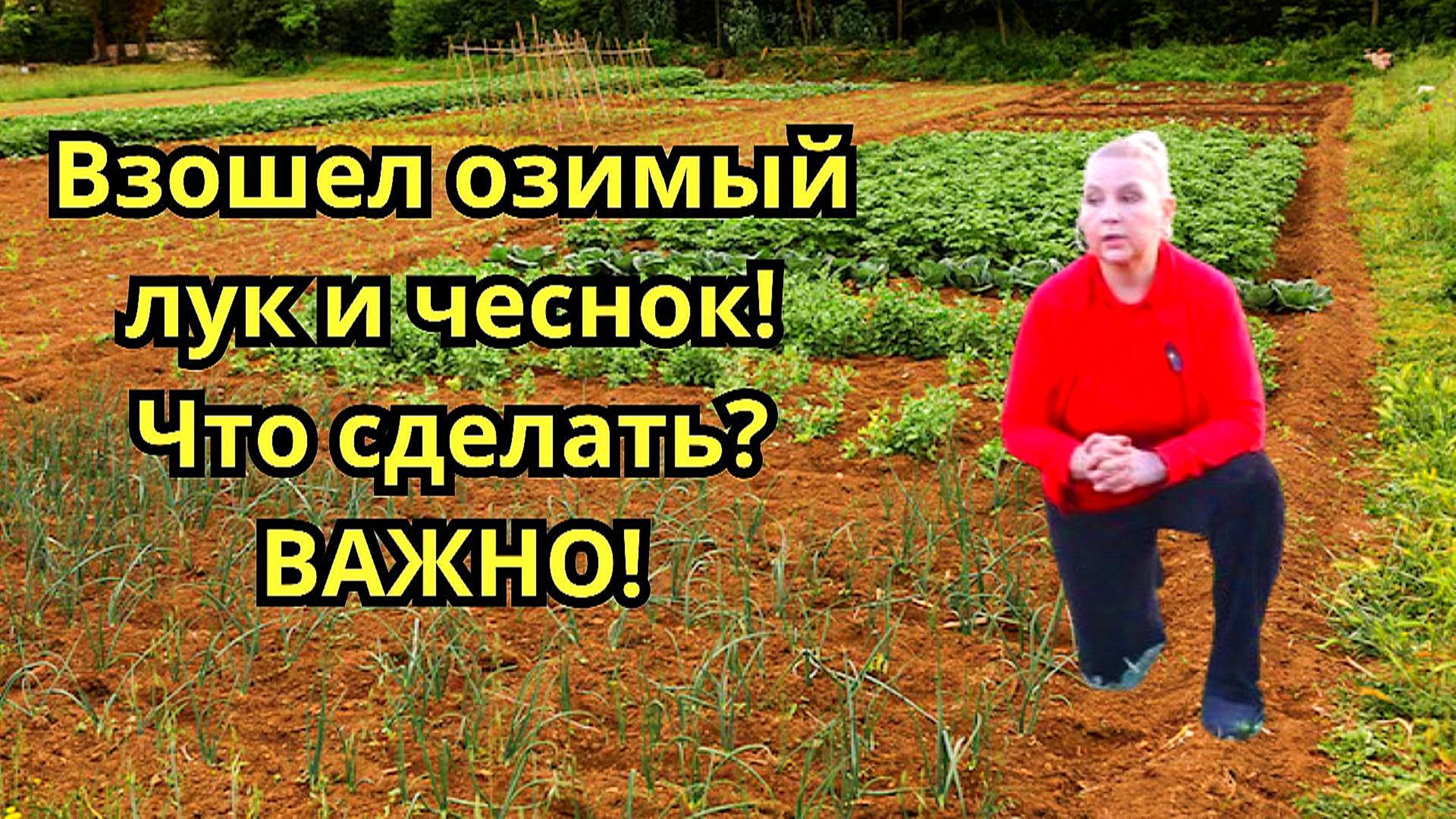 Что добавить в грядку сразу после появления всходов лука и чеснока?