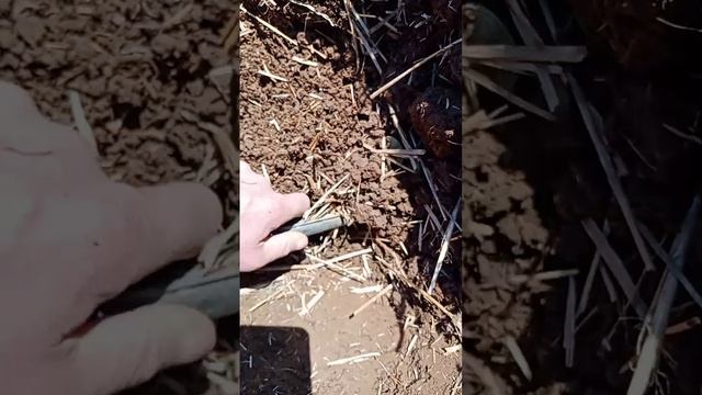 VID_20250403_125608_648.mp4