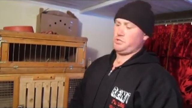 різновид бойних голубів