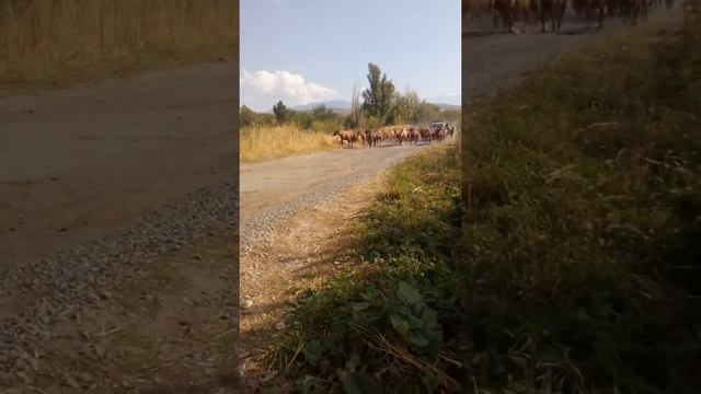 Кони