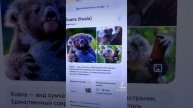 У меня Шок от этой 😱Австралии! Спасатели Уничтожают Коал и Крадут Домашних Животных…