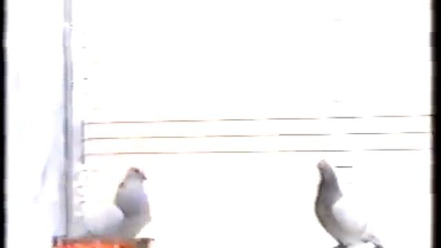 Голуби в Худжанде