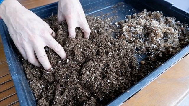 77. DIONAEA MUSCIPULA RADICE NUDA RINVASATA IN NOVEMBRE ACCORGIMENTI PIANTA CARNIVORA FANTASTICA