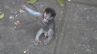 Baby Monkey Love ( 2 monkeys hugging )