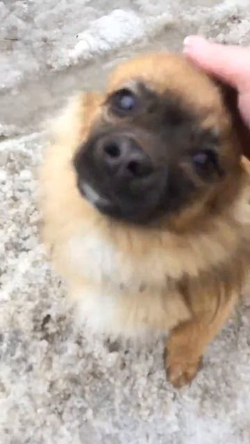 Лисичка рада меня видеть😍