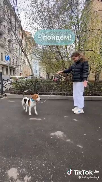 как научить собаку НЕ тянуть паводок
