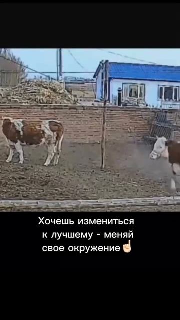 теленок идет за своей мечтой