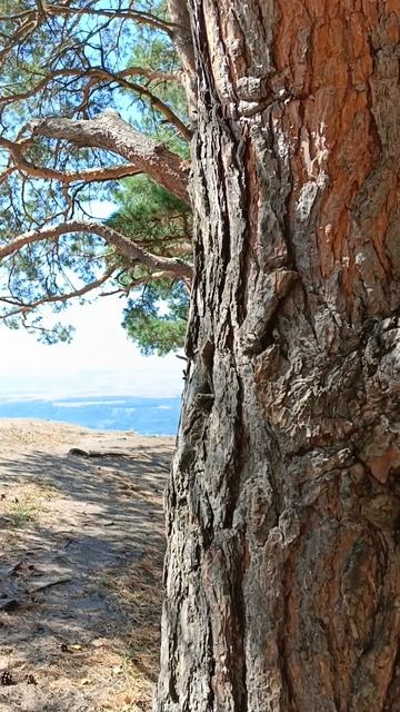 Кисловодск. По дороге на Малое Седло. Сосны в горах🔸