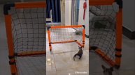 Спортивные котики👍🐱
