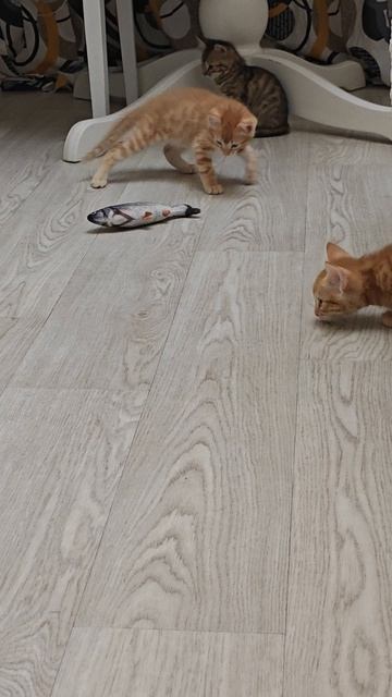 1000014587.mp4