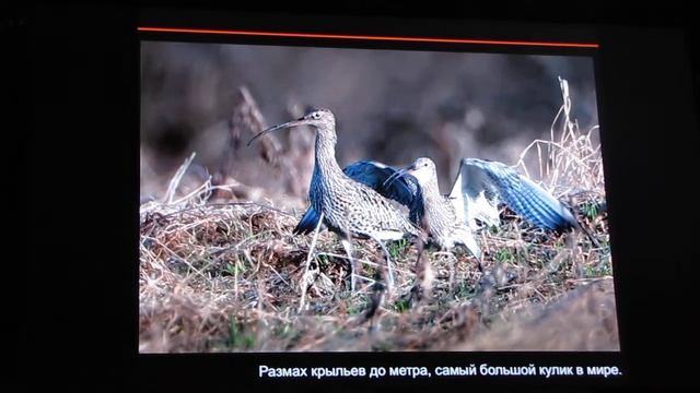 Золотая черепаха 7. А.Колотилин часть-4