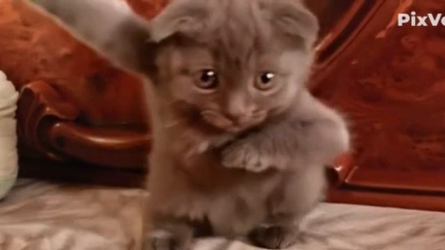 Видео WhatsApp 2025-04-29 в 18.30.44_b9f58c03