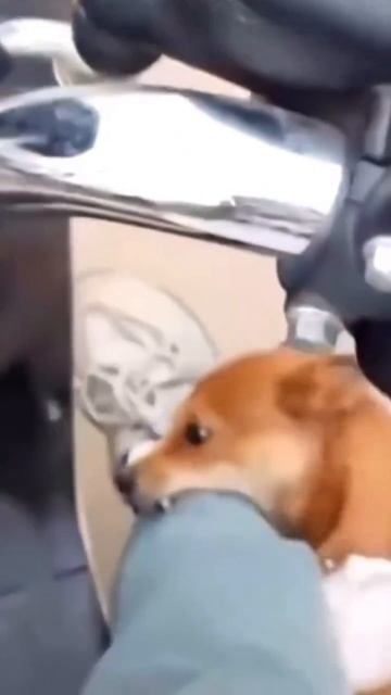 Когда решила прокатиться без экипа😭😭😭