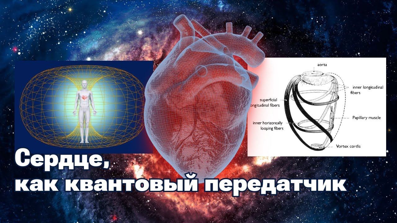 Сердце, как квантовый передатчик